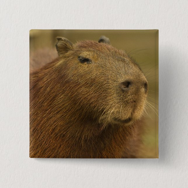 Brazil, Pantanal, Matto Grosso. Capybara 2 Inch Square Button (Front)