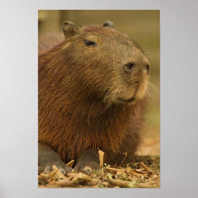Brazil, Pantanal, Matto Grosso. Capybara Poster (Front)