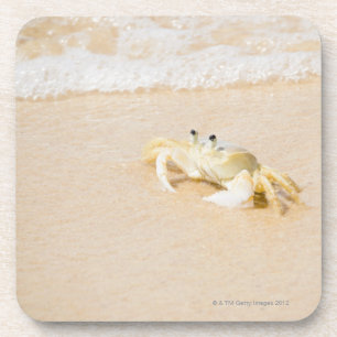Brazil, Rio de Janeiro, Buzios, Crab on Coaster