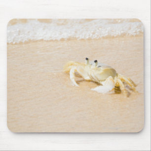 Brazil, Rio de Janeiro, Buzios, Crab on Mouse Pad
