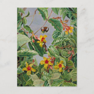 Brazilian Climbing Shrub and Humming Birds, Postcard