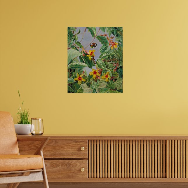 Brazilian Climbing Shrub and Humming Birds Poster (Living Room 2)