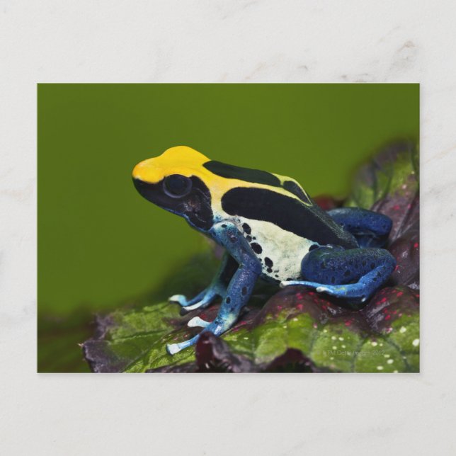 Brazilian Cobalt Dart Frog, Dendrobates Postcard (Front)