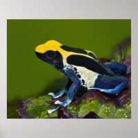 Brazilian Cobalt Dart Frog, Dendrobates