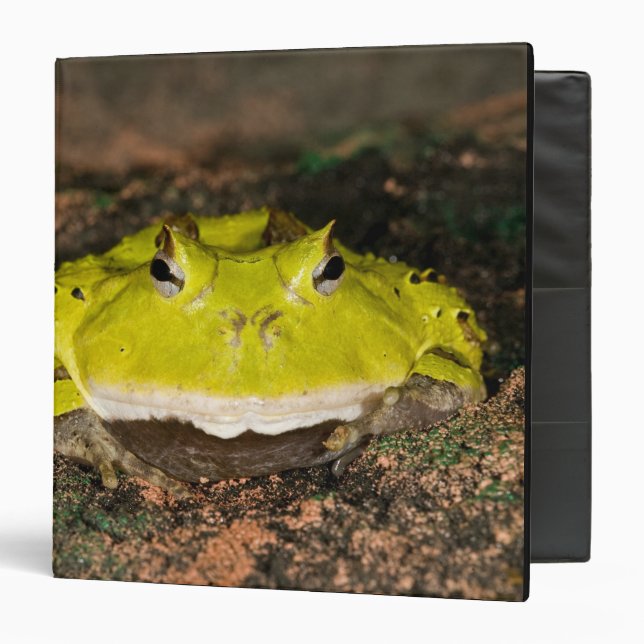 Brazilian Horn Frog, Ceratophrys cornuta, 2 Binder (Front/Inside)