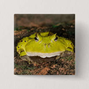 Brazilian Horn Frog, Ceratophrys cornuta, 2 Inch Square Button
