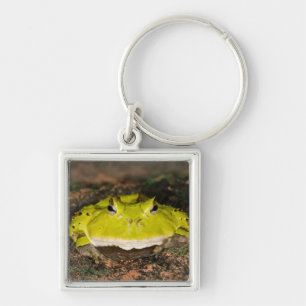 Brazilian Horn Frog, Ceratophrys cornuta, 2 Keychain