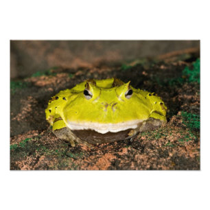 Brazilian Horn Frog, Ceratophrys cornuta, 2 Photo Print
