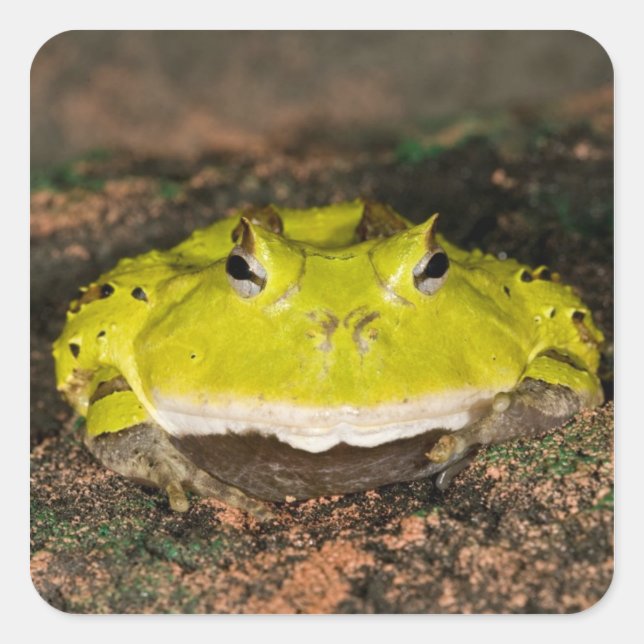 Brazilian Horn Frog, Ceratophrys cornuta, 2 Square Sticker (Front)