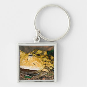 Brazilian Horn Frog, Ceratophrys cornuta, 3 Keychain