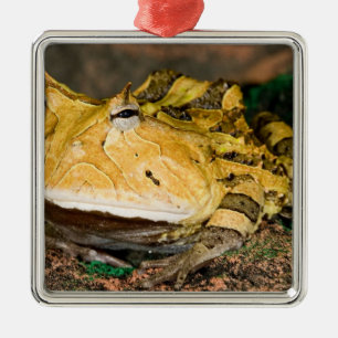 Brazilian Horn Frog, Ceratophrys cornuta, 3 Metal Ornament