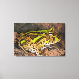 Brazilian Horn Frog, Ceratophrys cornuta, Native Canvas Print