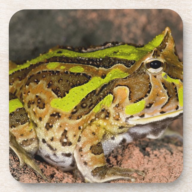 Brazilian Horn Frog, Ceratophrys cornuta, Native Coaster (Front)