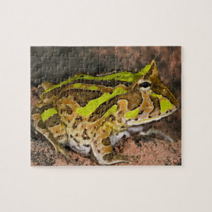 Brazilian Horn Frog, Ceratophrys cornuta, Native Jigsaw Puzzle