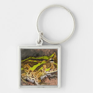 Brazilian Horn Frog, Ceratophrys cornuta, Native Keychain