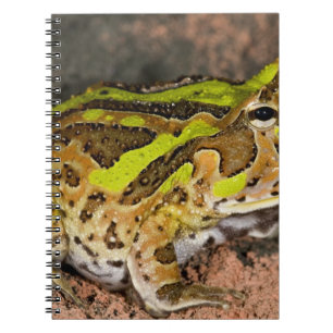 Brazilian Horn Frog, Ceratophrys cornuta, Native Notebook