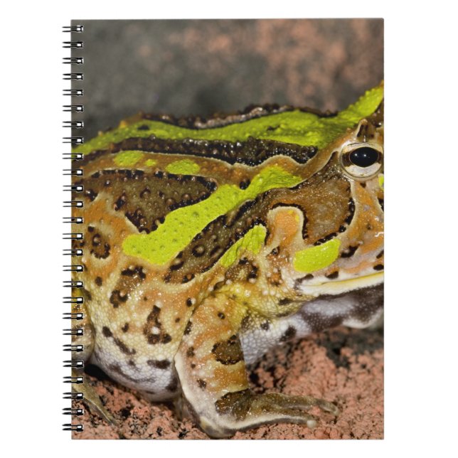 Brazilian Horn Frog, Ceratophrys cornuta, Native Notebook (Front)