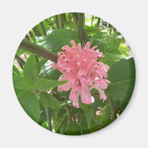 Brazilian plume flower magnet