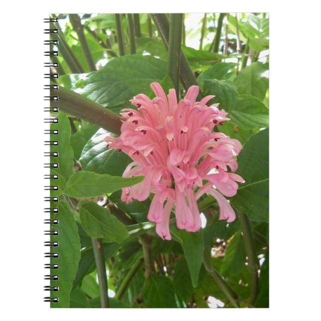 Brazilian plume flower notebook (Front)