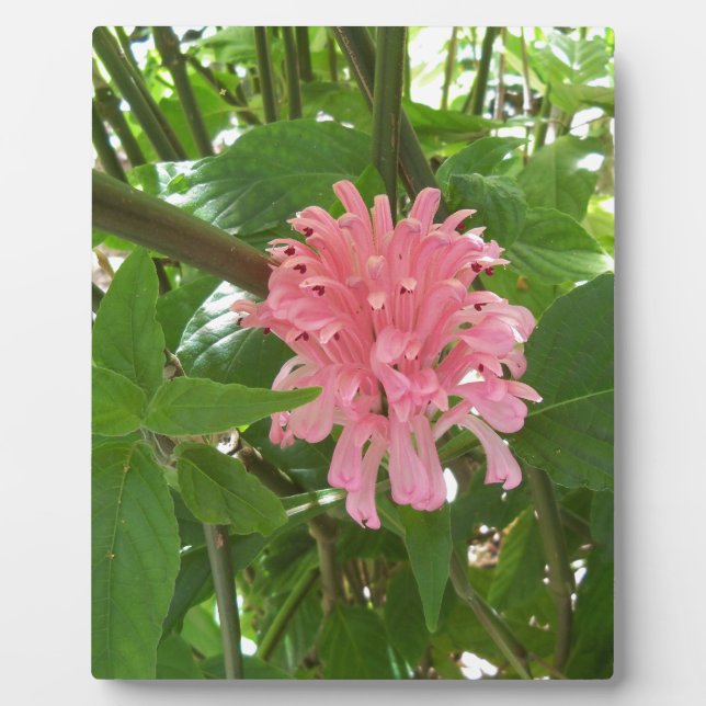 Brazilian plume flower plaque (Front)