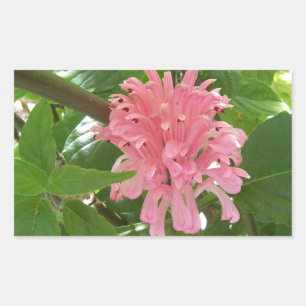 Brazilian plume flower sticker