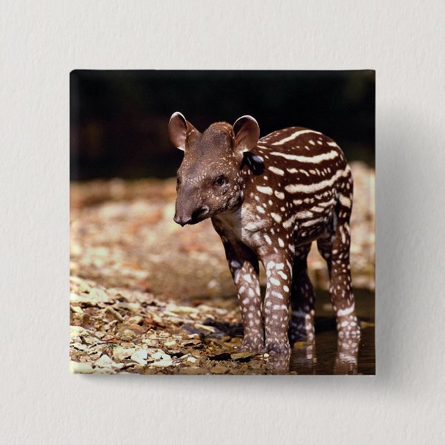 Brazilian Tapir, young calf beside river 2 Inch Square Button (Front)