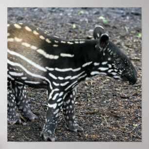 Brazillian Tapir Posters