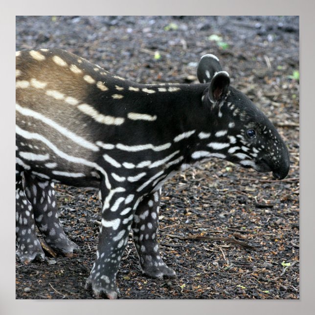 Brazillian Tapir Posters (Front)