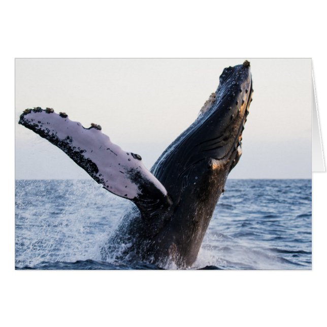 Breaching Humpback Whale #1, Blank Inside (Front Horizontal)
