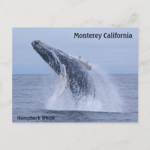 Breaching Humpback Whale Calf  Postcard