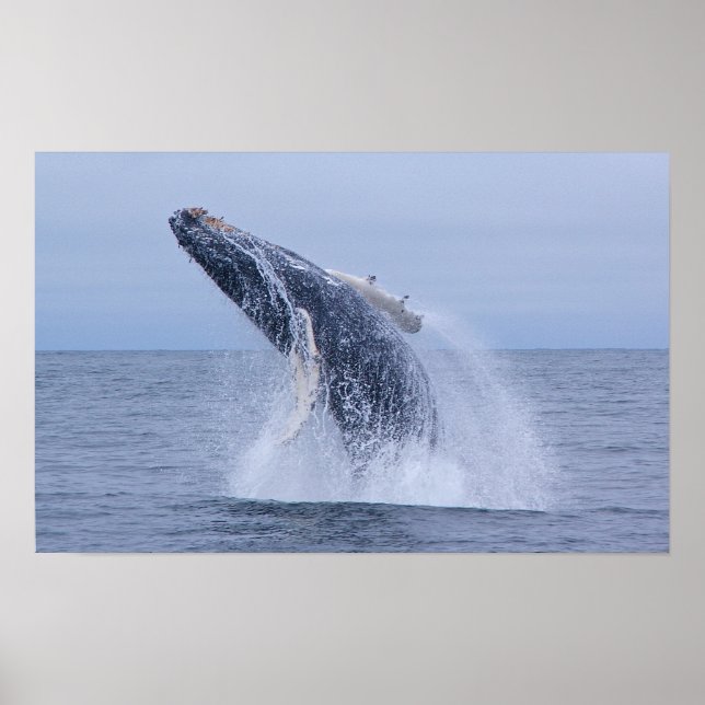 Breaching Humpback Whale Calf  Print (Front)