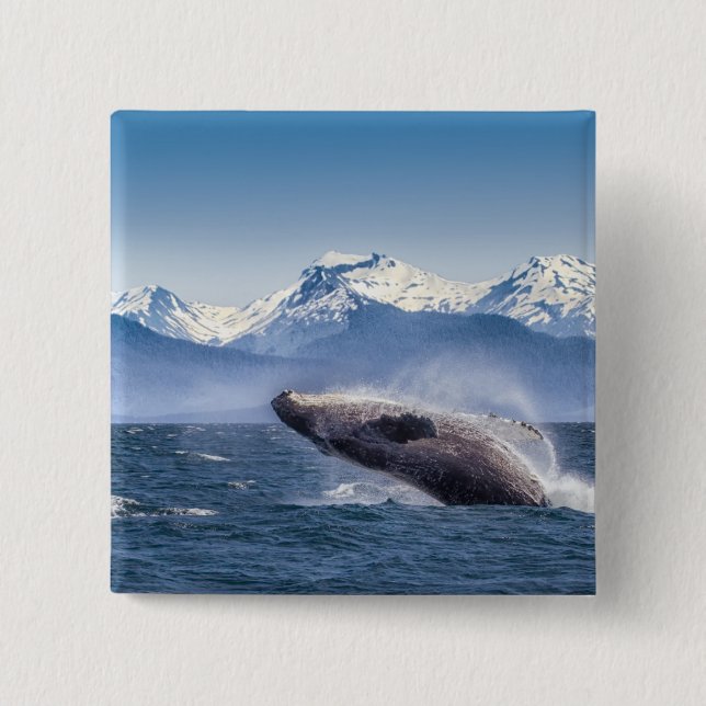 Breaching Humpback Whale In Alaska 2 Inch Square Button (Front)
