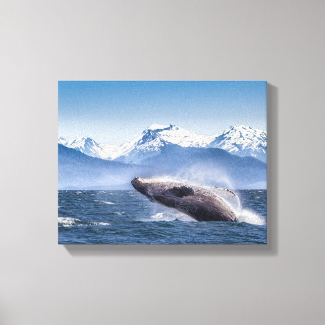 Breaching Humpback Whale In Alaska Canvas Print (Front)