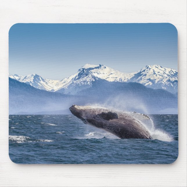 Breaching Humpback Whale In Alaska Mouse Pad (Front)