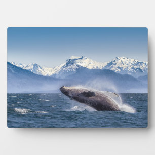 Breaching Humpback Whale In Alaska Plaque