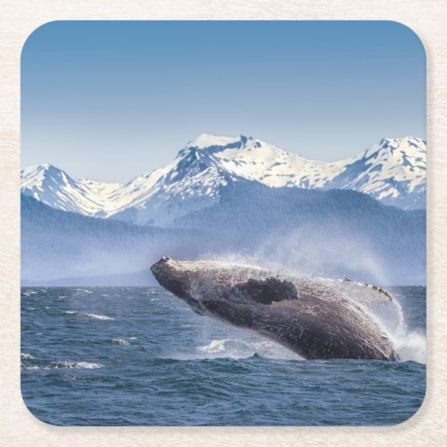Breaching Humpback Whale In Alaska Square Paper Coaster (Front)