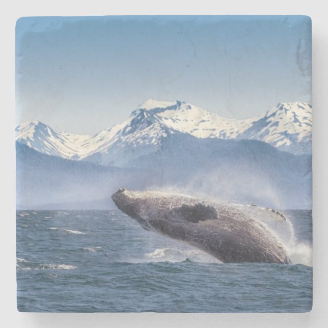 Breaching Humpback Whale In Alaska Stone Coaster (Front)