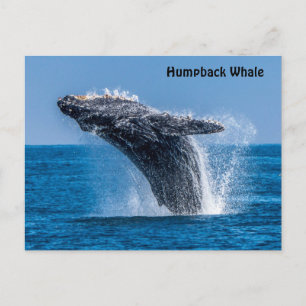 Breaching Humpback Whale Postcard