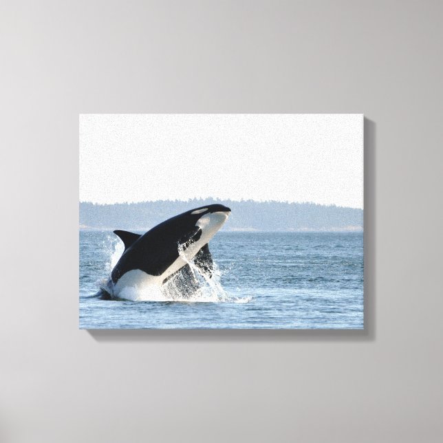 Breaching Orca Canvas Print (Front)
