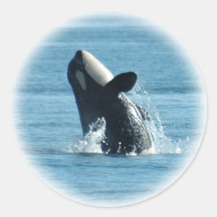 Breaching Orca Stickers