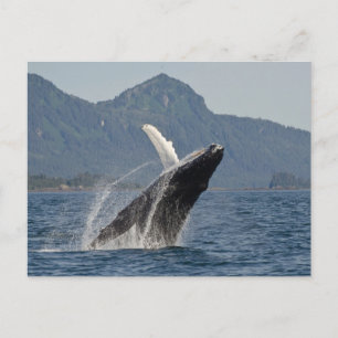 breaching whale postcard