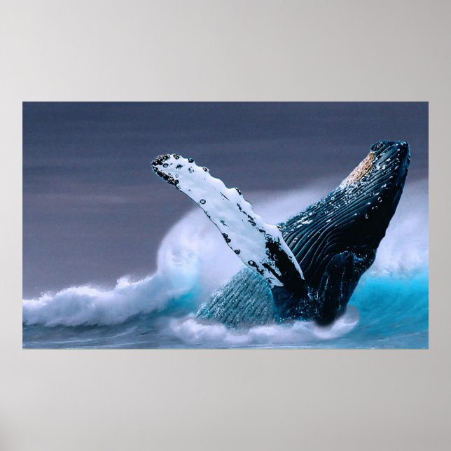 breaching whale wildlife photography poster (Front)
