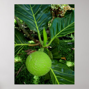 Breadfruit Tree Poster