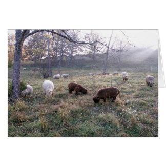 Breakfast at Dawn