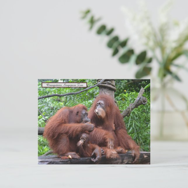 Breakfast with the Orangutans Singapore Zoo Postcard (Standing Front)