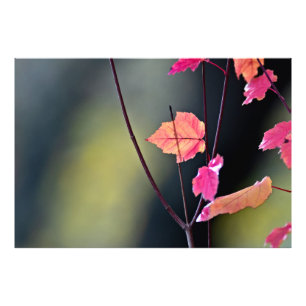 Breaking The Hard Wood Photo Print