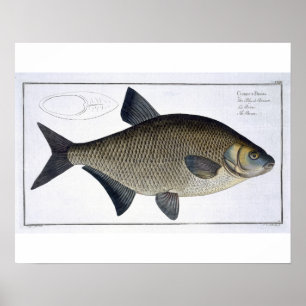 Bream (Cyprinus Brama) plate XIII from 'Ichthyolog Poster