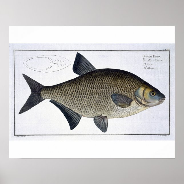 Bream (Cyprinus Brama) plate XIII from 'Ichthyolog Poster (Front)