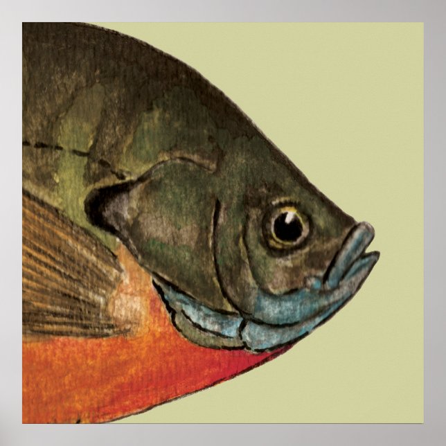 Bream Fishing Poster (Front)