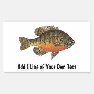 Bream Fishing Sticker
